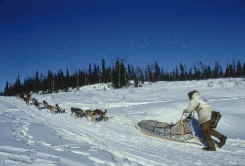 Iditarod sled races