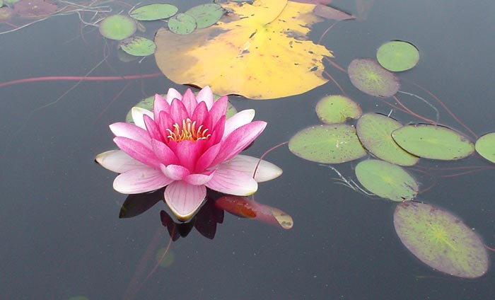 Lotus Lillies, Lake Ozette